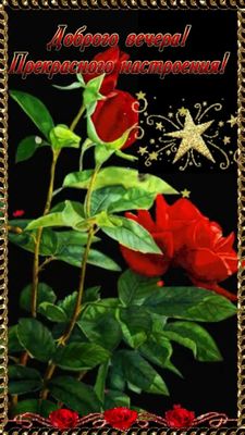 Открытка «Добрый вечер и пожелания»: Добрый вечер: пожелание с красными розами для поднятия настроения. Тэги: Добрый…