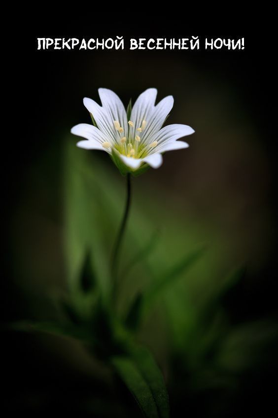 Доброй ночи: «Прекрасной весенней ночи!» с цветком