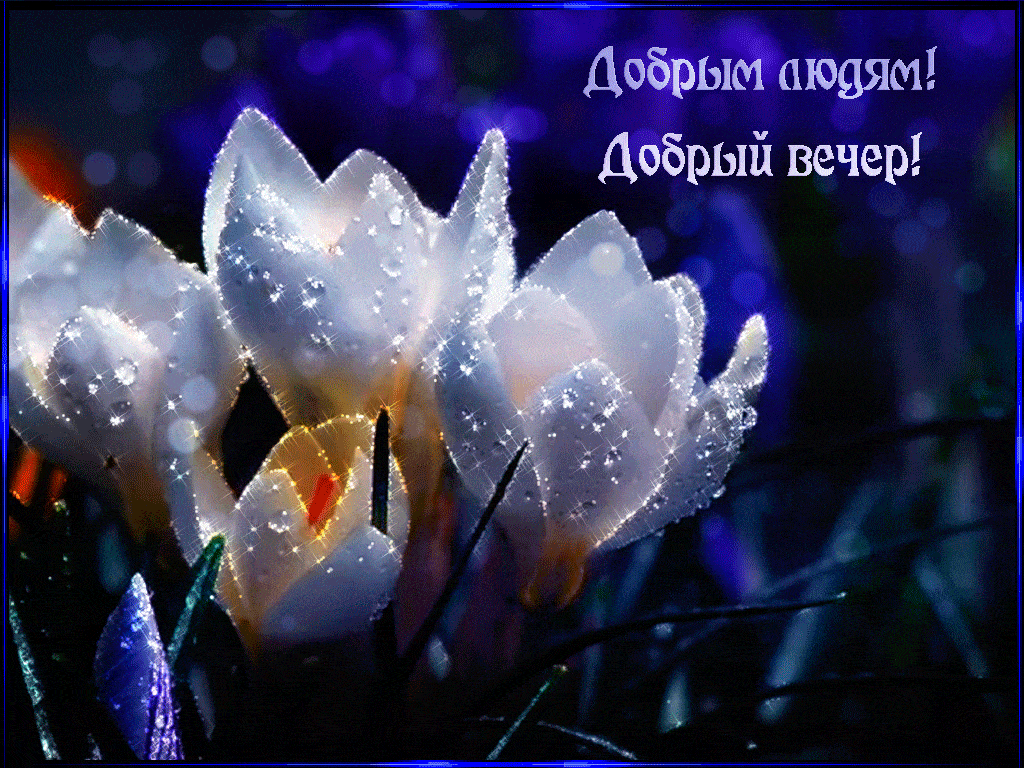 Открытка «Добрый вечер и пожелания»: Добрый вечер: нежные белые крокусы в каплях росы. Тэги: Добыий вечер, гифки…