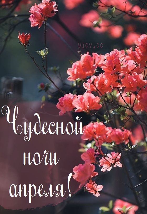 Открытка «Доброй ночи»: Чудесной ночи апреля: красивое пожелание.