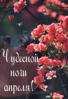 Открытка «Доброй ночи»: Чудесной ночи апреля: красивое пожелание.