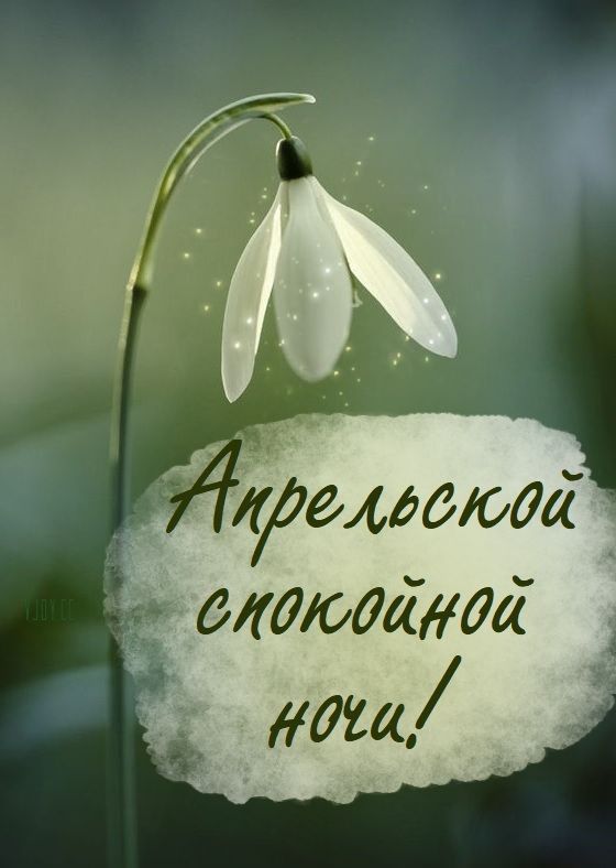 Открытка «Доброй ночи»: Доброй ночи: Красивый апрельский цветок.