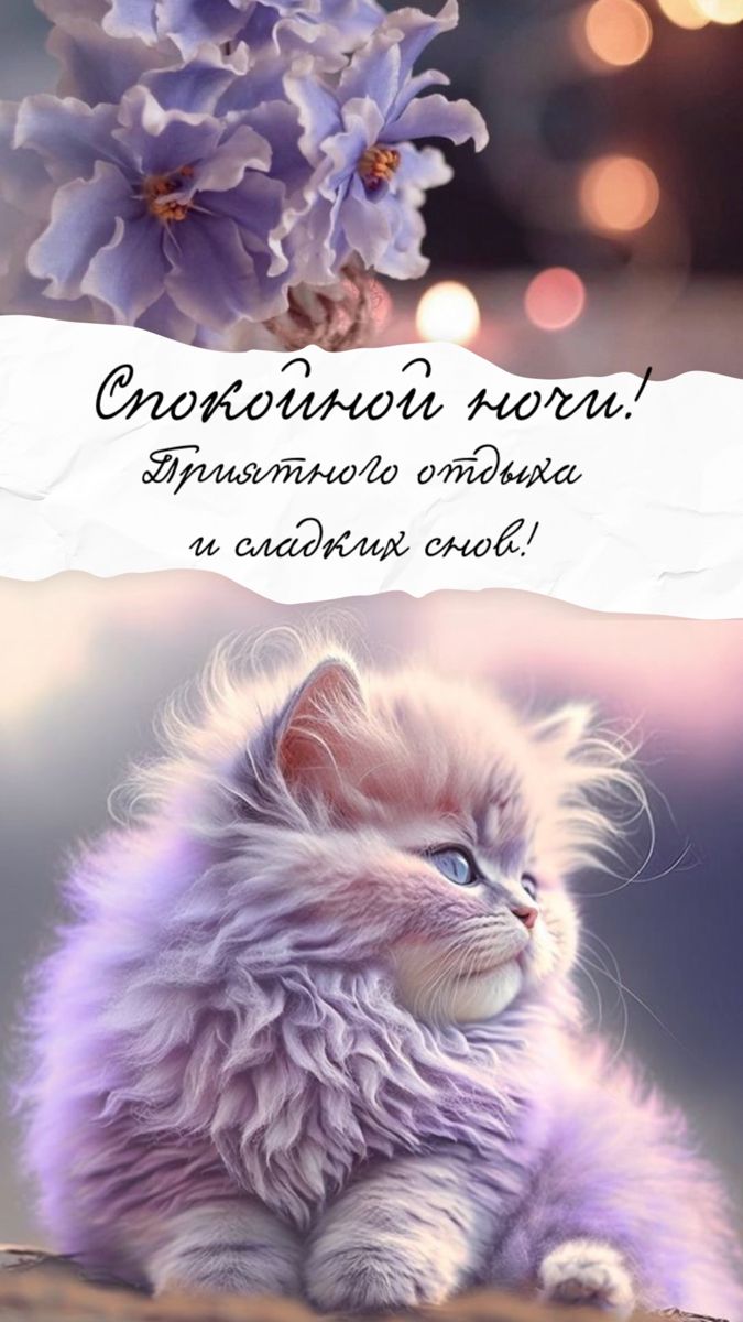 Открытка «Доброй ночи»: Добрый вечер: «Пушистый кот с букетом цветов».