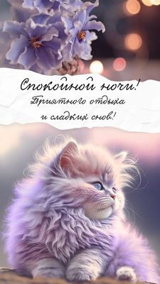 Открытка «Доброй ночи»: Добрый вечер: «Пушистый кот с букетом цветов».