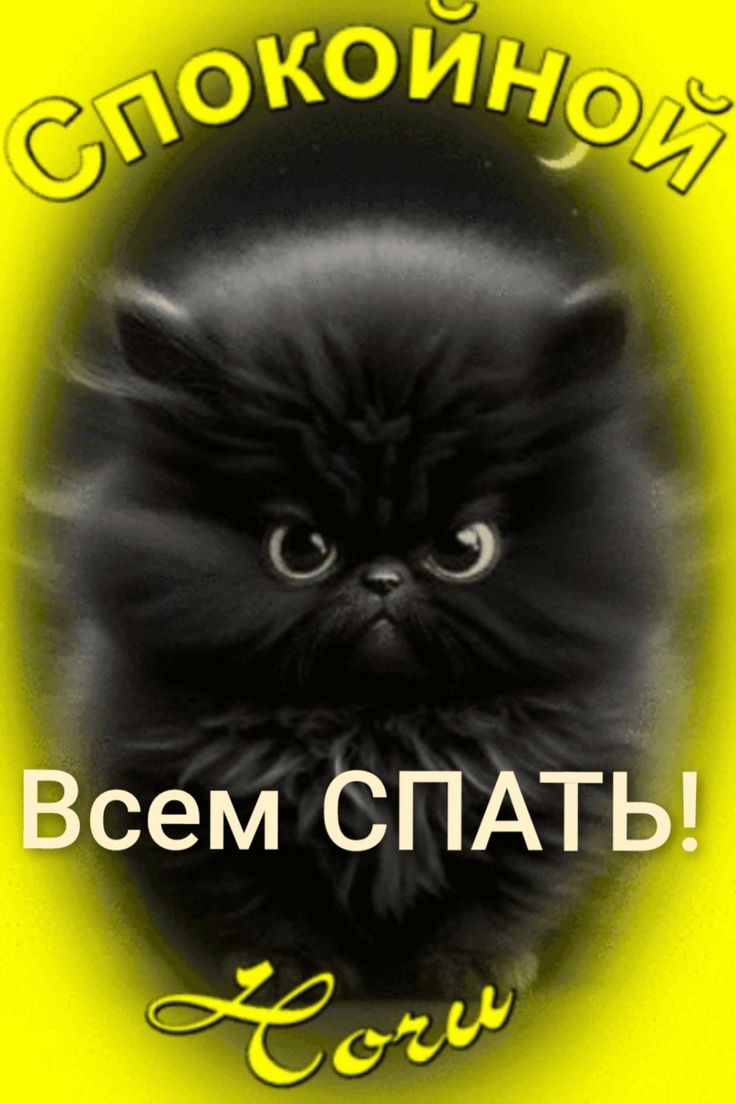 Открытка «Спокойной ночи»: Спокойной ночи: черный смешной кот велит спать. Тэги: пожелание, смешной, кот, надпись…