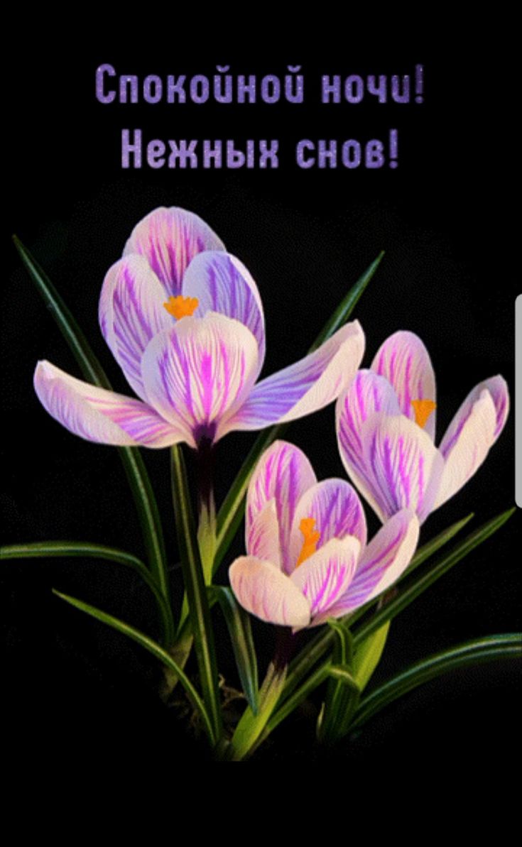 Открытка «Доброй ночи»: Спокойной ночи: «Нежные крокусы» для сладких снов. Тэги: пожелание, красивый, нежный, цветок…