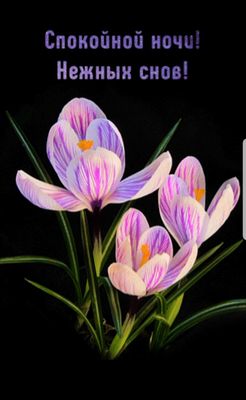 Открытка «Доброй ночи»: Спокойной ночи: «Нежные крокусы» для сладких снов.