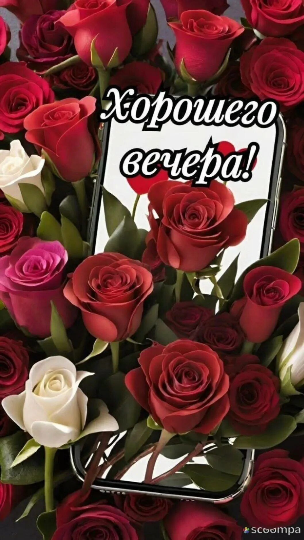Открытка «Добрый вечер и пожелания»: «Хорошего вечера!» — красивая открытка с розами. Тэги: Добрый вечер красивые…