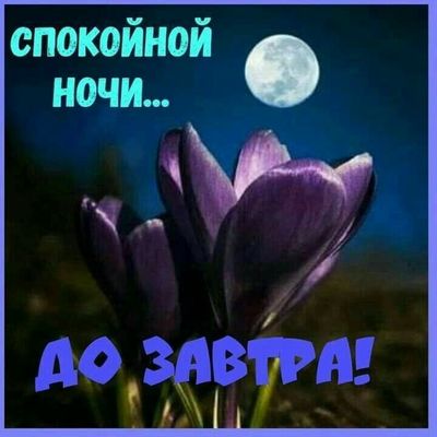 Открытка «Доброй ночи»: Спокойной ночи: Фиолетовые крокусы под луной.