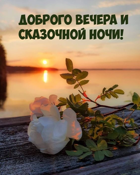 Открытка «Доброй ночи»: Добрый вечер: пейзаж с розой на фоне заката. Тэги: Добрый вечер и пожелания, Добрый вечер кра…
