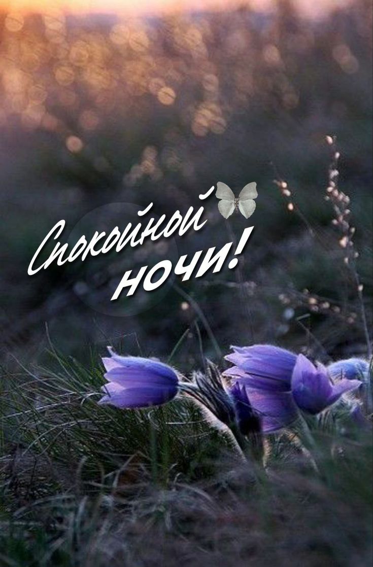 Открытка «Спокойной ночи»: Спокойной ночи: пожелание с фиолетовыми цветами. Тэги: Спокойной ночи, красивые, Спокойной…