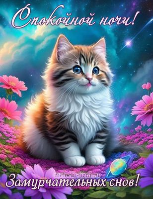 Открытка «Доброй ночи»: Доброй ночи: «Замурчательных снов» с котом.
