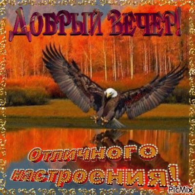 Открытка «Добрый вечер и пожелания»: Добрый вечер: Орел на фоне осенней природы. Тэги: Добрый вечер красивые, Добыий…