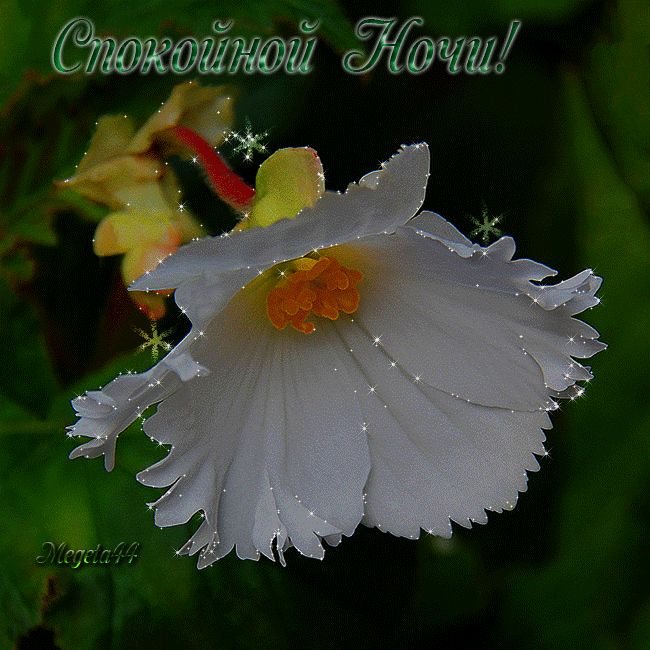 Открытка «Спокойной ночи»: Спокойной ночи: «Нежный цветок» с искрами. Тэги: Спокойной ночи, красивые, Спокойной ночи…