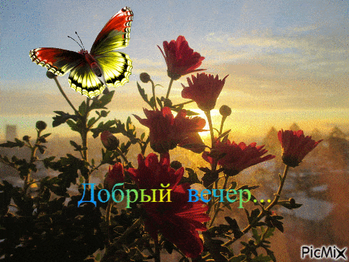 Открытка «Добрый вечер и пожелания»: Открытка «Добрый вечер»: бабочка над цветами. Тэги: Добрый вечер красивые…