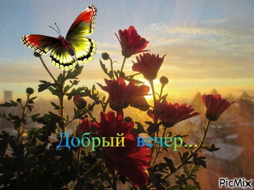 Открытка «Добрый вечер и пожелания»: Открытка «Добрый вечер»: бабочка над цветами. Тэги: Добрый вечер красивые…