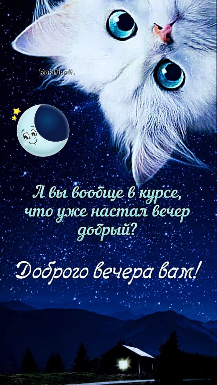 Открытка «Добрый вечер и пожелания»: Добрый вечер: Милый кот в курсе, что пора спать. Тэги: Прикольный добрый вечер…