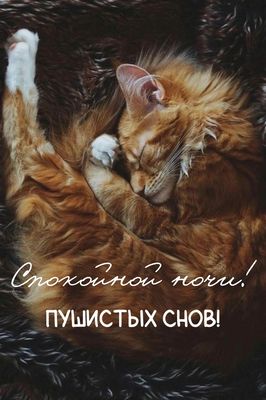 Открытка «Спокойной ночи»: Спокойной ночи с котом: Рыжий пушистик дарит уют. Тэги: Спокойной ночи, красивые, Спокойно…