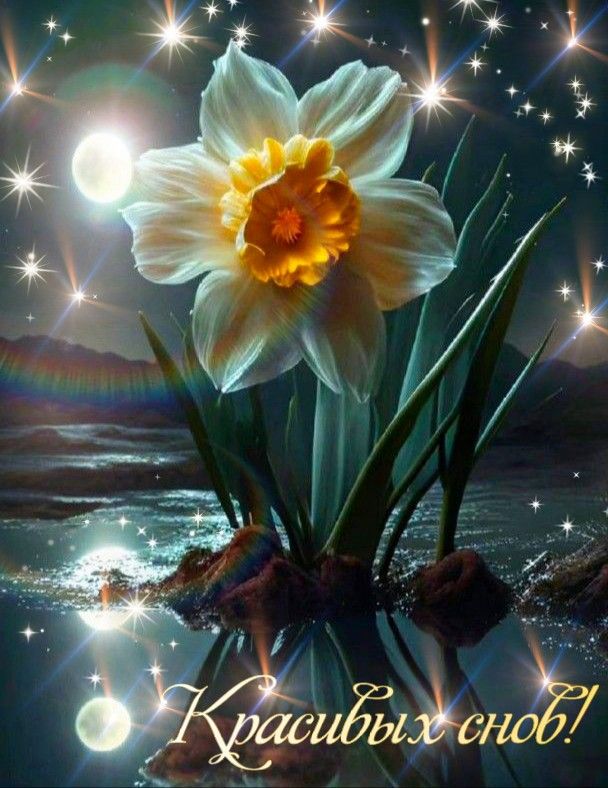 Открытка «Добрый вечер и пожелания»: Добрый вечер: Красивая роза с каплями. Тэги: Добрый вечер красивые, Доброго…