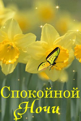Открытка «Спокойной ночи»: Спокойной ночи: нежное пожелание с желтыми цветами. Тэги: Спокойной ночи, красивые, Спокой…
