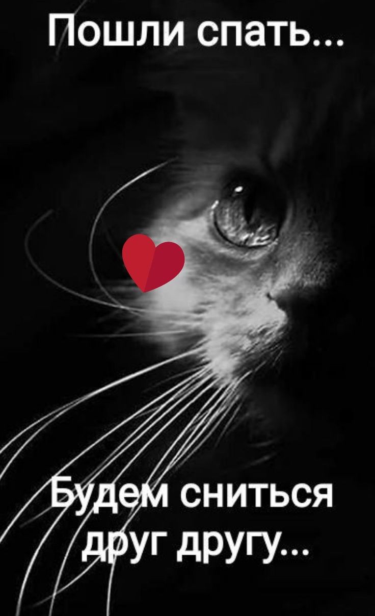 Открытка «Доброй ночи»: Романтическое пожелание доброй ночи: черный кот и сердечко. Тэги: пожелание, кот, сердце…
