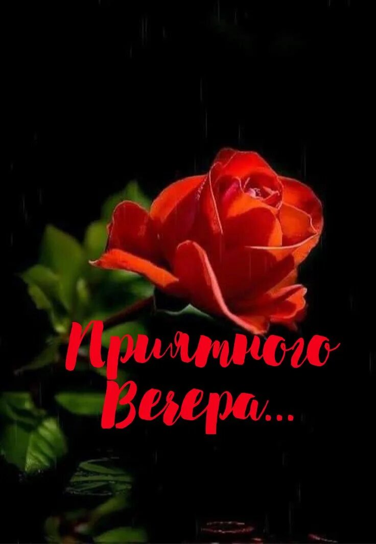 Открытка «Пожелание»: Добрый вечер: красивая красная роза. Тэги: настроение, надпись, женщина, красивый, роза, цветок…