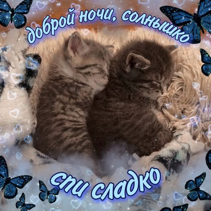 Открытка «Доброй ночи»: Доброй ночи: Милые котики спят сладко.