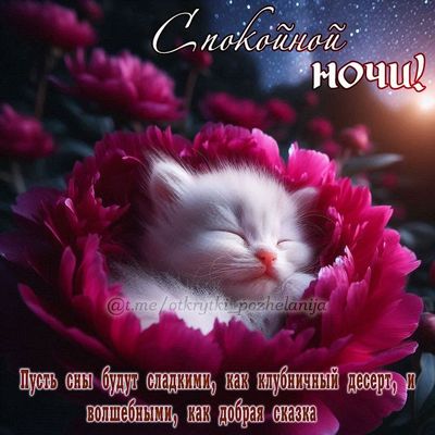 Открытка «Доброй ночи»: Пожелание «Спокойной ночи»: милый котенок в цветке.