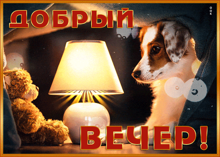 Открытка «Добрый вечер и пожелания»: Добрый вечер: уютная собака и плюшевый медведь у лампы. Тэги: Добыий вечер, гифки…