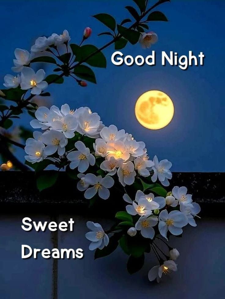 Открытка «Доброй ночи»: Доброй ночи: весенняя ветка с луной.