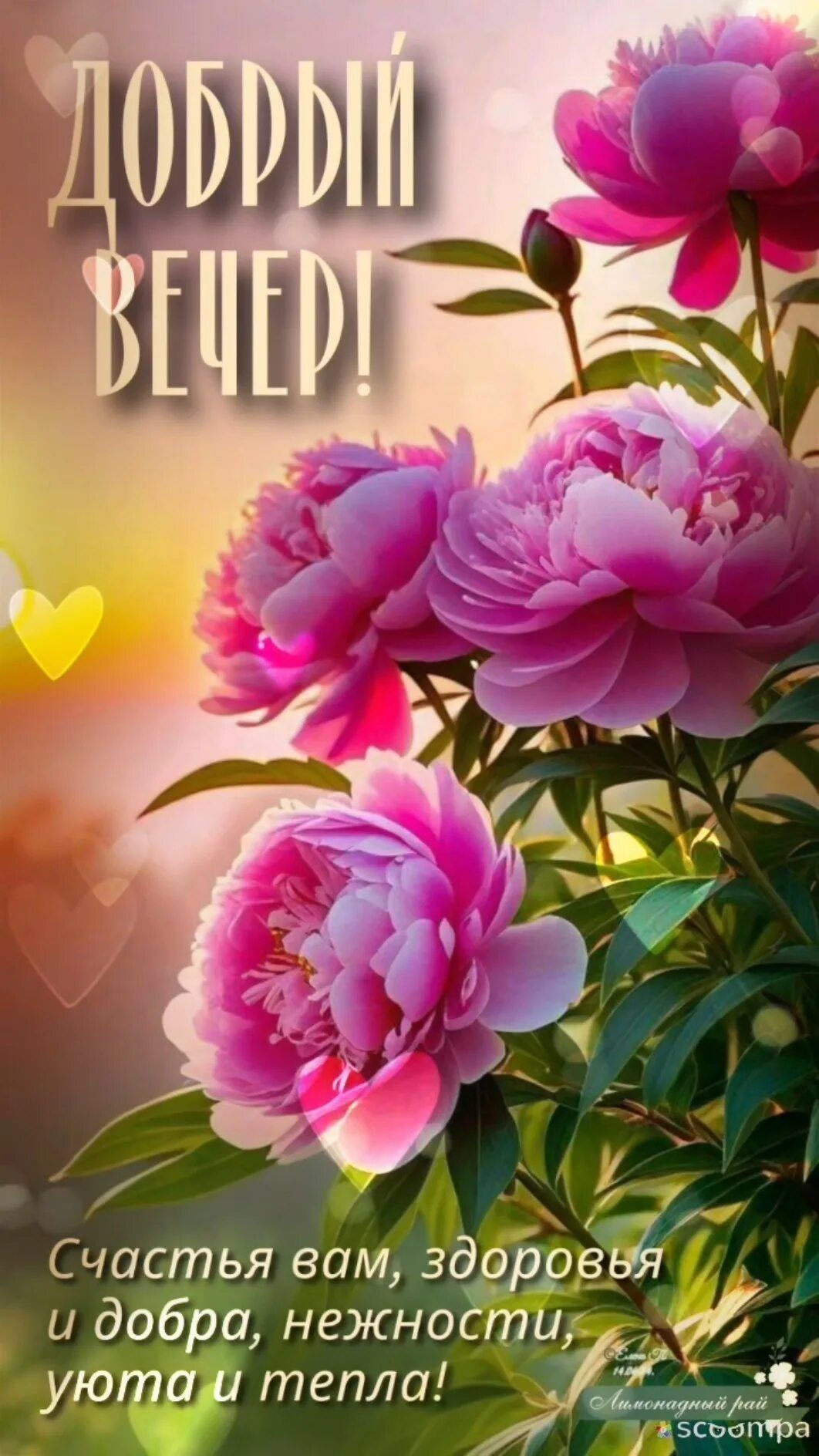 Открытка «Пожелание»: Добрый вечер: нежный букет пионов и пожелание. Тэги: надпись, рисунок, здоровье, сердце, уют…