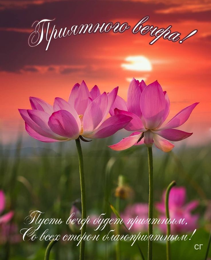 Открытка «Добрый вечер и пожелания»: Приятного вечера: Нежные лотосы на фоне заката. Тэги: Добрый вечер красивые…