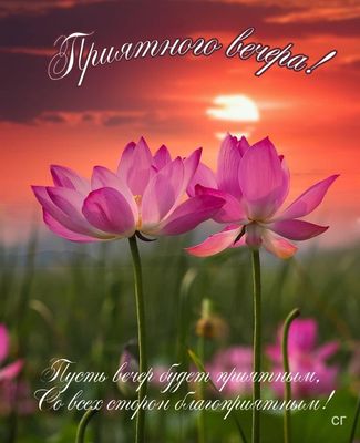 Открытка «Добрый вечер и пожелания»: Приятного вечера: Нежные лотосы на фоне заката. Тэги: Добрый вечер красивые…