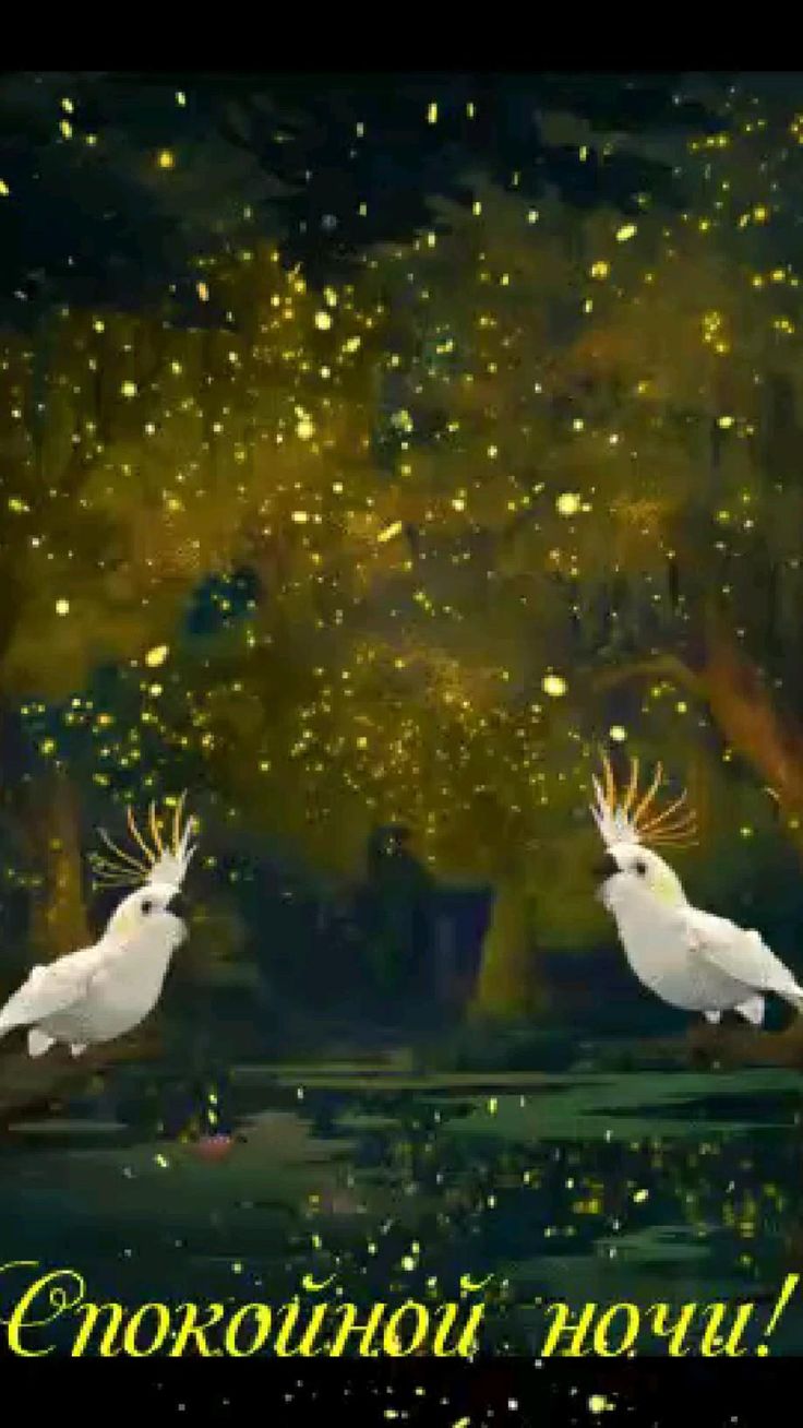 Открытка «Спокойной ночи»: Пожелание спокойной ночи: Волшебные какаду в лесу. Тэги: Спокойной ночи, с пожеланиями…