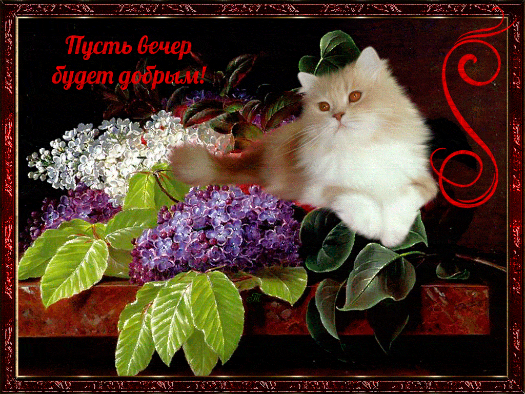 Открытка «Добрый вечер и пожелания»: Пусть вечер будет добрым! Открытка с котом и сиренью. Тэги: Добрый вечер красивые…
