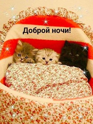 Открытка «Доброй ночи»: Милое пожелание доброй ночи с котятами. Тэги: Спокойной ночи, Для поднятия настроения, Спокой…