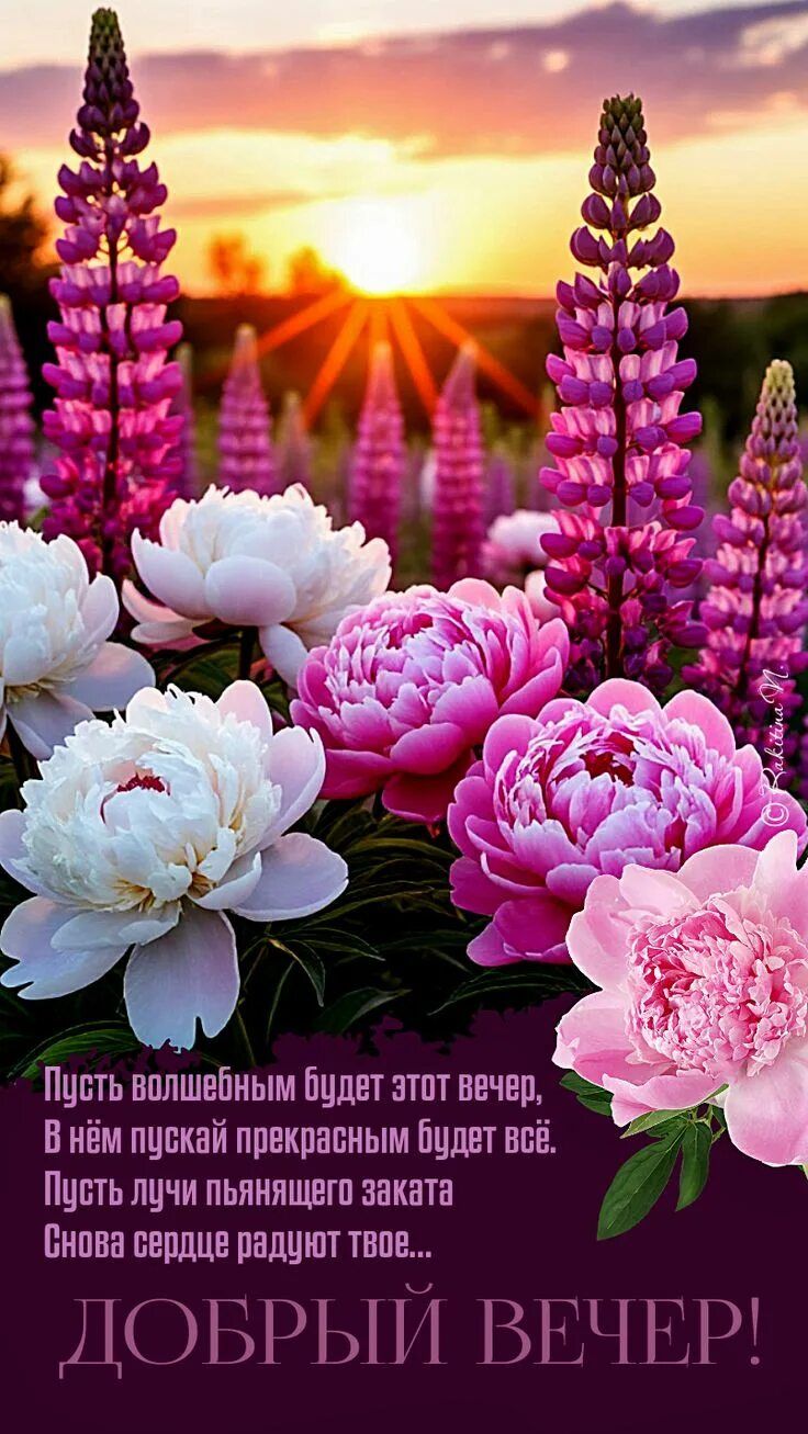 Открытка «Пожелание»: Добрый вечер: Чарующие цветы и теплое солнце. Тэги: радость, сердце, цветок, природа, букет, луч…