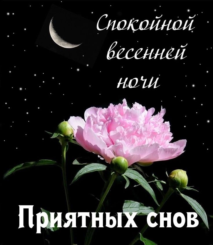 Открытка «Доброй ночи»: Доброй ночи: «Приятных снов» с нежным пионом.