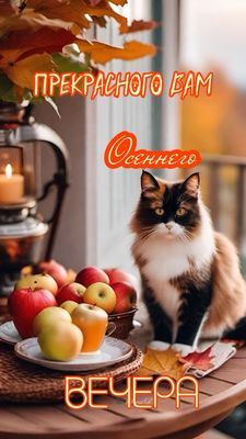Открытка «Добрый вечер и пожелания»: Прекрасного вам осеннего вечера с котом. Тэги: Добрый вечер красивые, Добрый веч…
