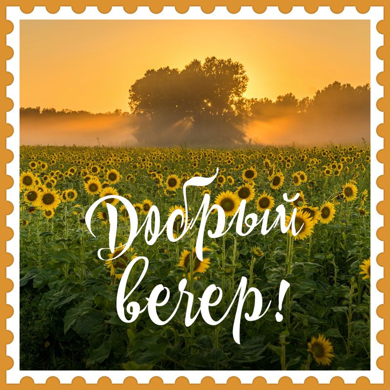 Открытка «Пожелание»: Добрый вечер: пожелание на поле подсолнухов. Тэги: надпись, теплый, дерево, солнце, красивый…