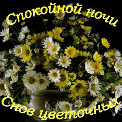 Открытка «Спокойной ночи»: Спокойной ночи: «Снов цветочных» с ромашками. Тэги: Спокойной ночи, красивые, Спокойной но…