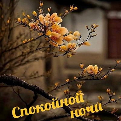 Открытка «Спокойной ночи»: Спокойной ночи: «Весеннее цветение» у окон. Тэги: Спокойной ночи, красивые, Спокойной ночи…