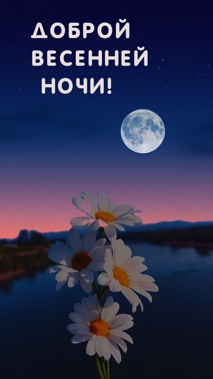 Открытка «Доброй ночи»: Доброй ночи: Нежные весенние ромашки.