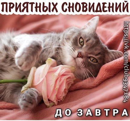 Открытка «Доброй ночи»: «Доброй ночи»: милый кот с розой на отдых.