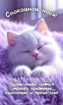 Открытка «Спокойной ночи»: Спокойной ночи: милый белый кот и пожелание снов. Тэги: Спокойной ночи, красивые, Спокойно…