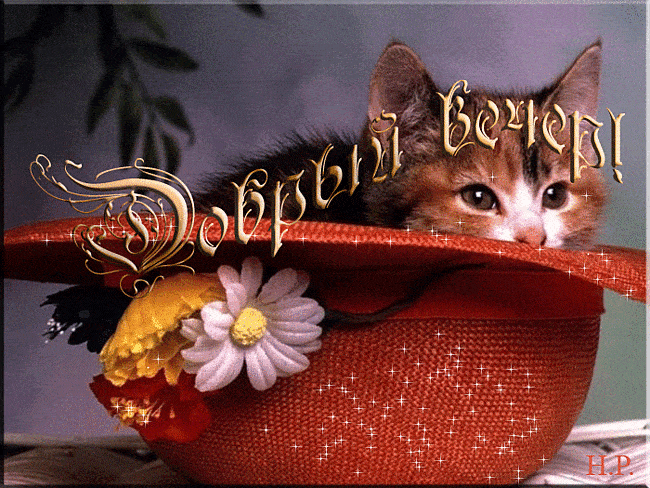 Открытка «Добрый вечер и пожелания»: Добрый вечер: «Игривый котенок в красной шляпе». Тэги: Добрый вечер красивые…