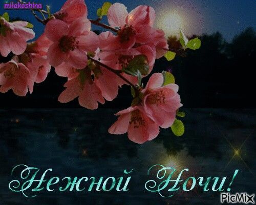 Открытка «Доброй ночи»: Нежной ночи: Пожелание спокойного сна с цветами.