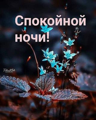 Открытка «Спокойной ночи»: Спокойной ночи: Нежные голубые цветы. Тэги: Спокойной ночи, красивые, Спокойной ночи…
