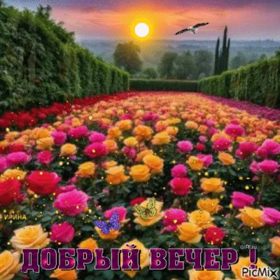 Открытка «Добрый вечер и пожелания»: Добрый вечер: пожелание на фоне розового сада. Тэги: Добрый вечер красивые…