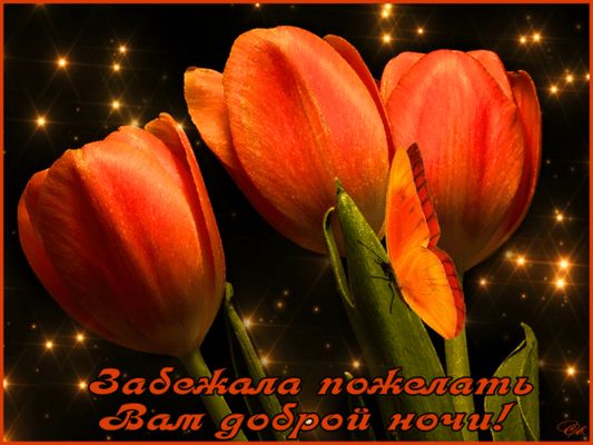 Открытка «Доброй ночи»: Доброй ночи: «Тюльпаны и бабочка».
